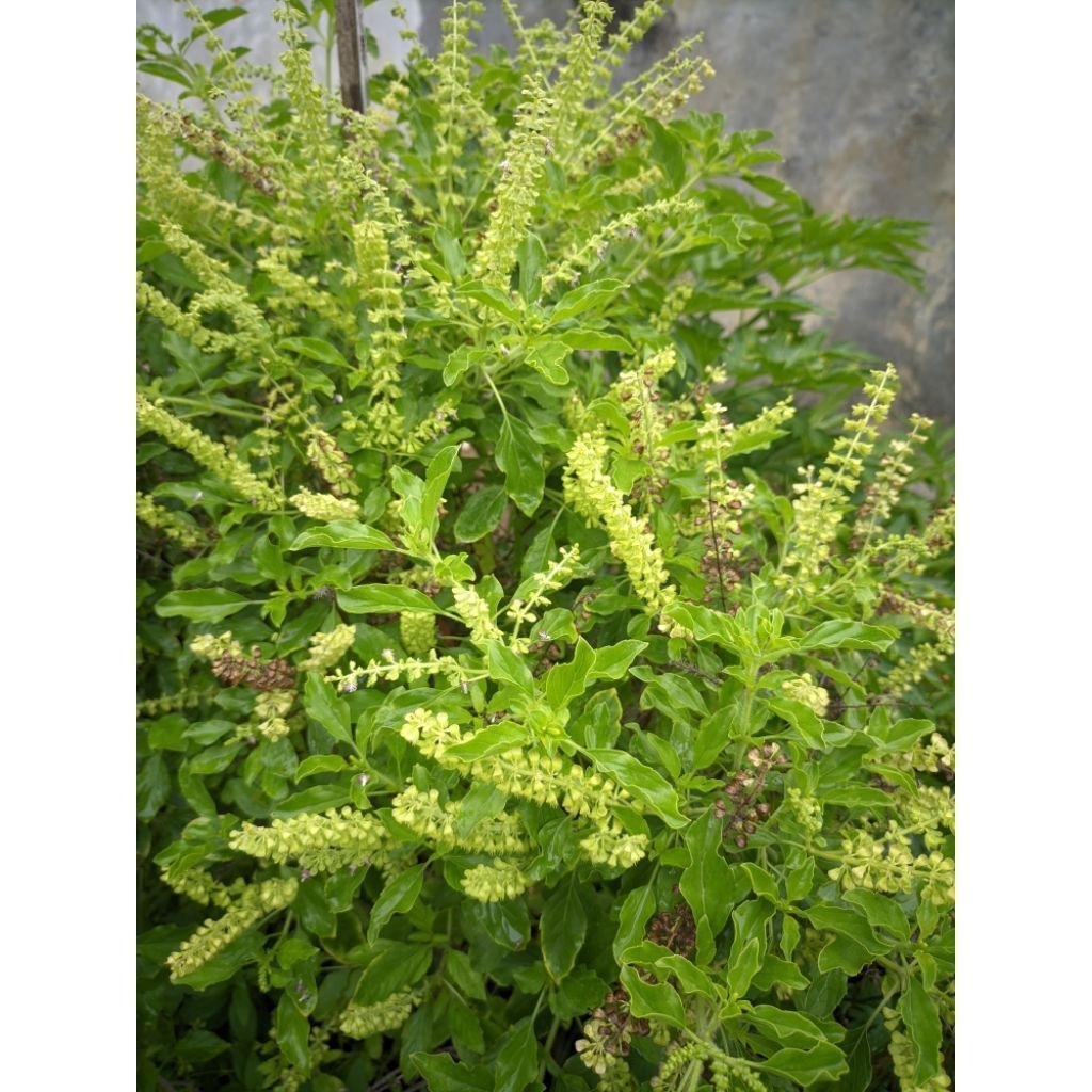 Jual DAUN RUKU - RUKU PADANG 50 GRAM | Shopee Indonesia