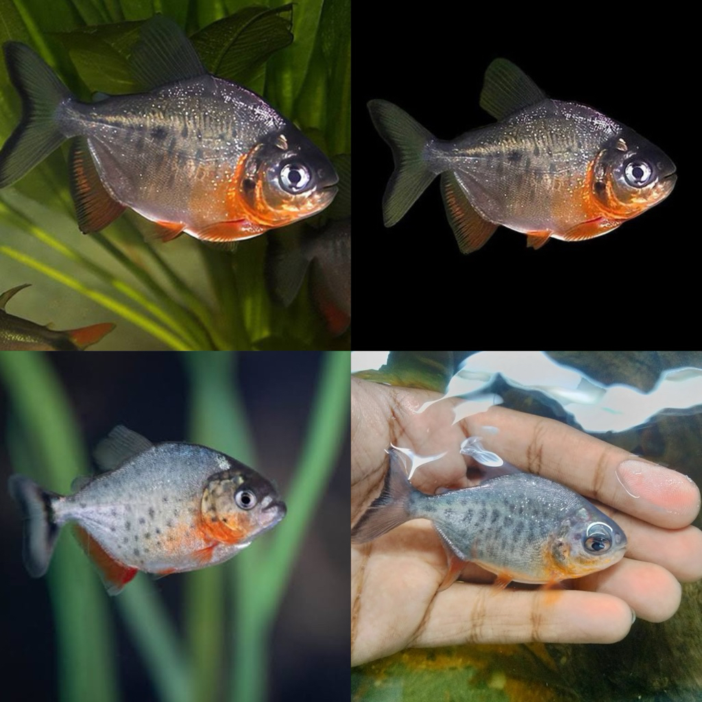Jual Ikan Pacu Terlengkap & Harga Terbaru Juli 2026 | Shopee Indonesia