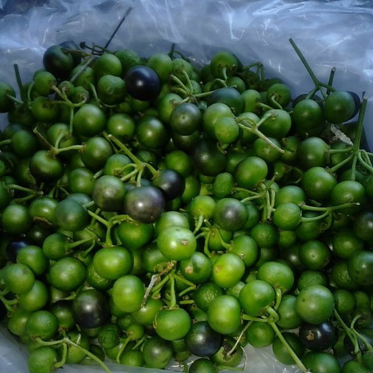 Jual Buah Rimbang/Buah Cepokak/Terung Kokak Pipit 1000Gr | Shopee Indonesia