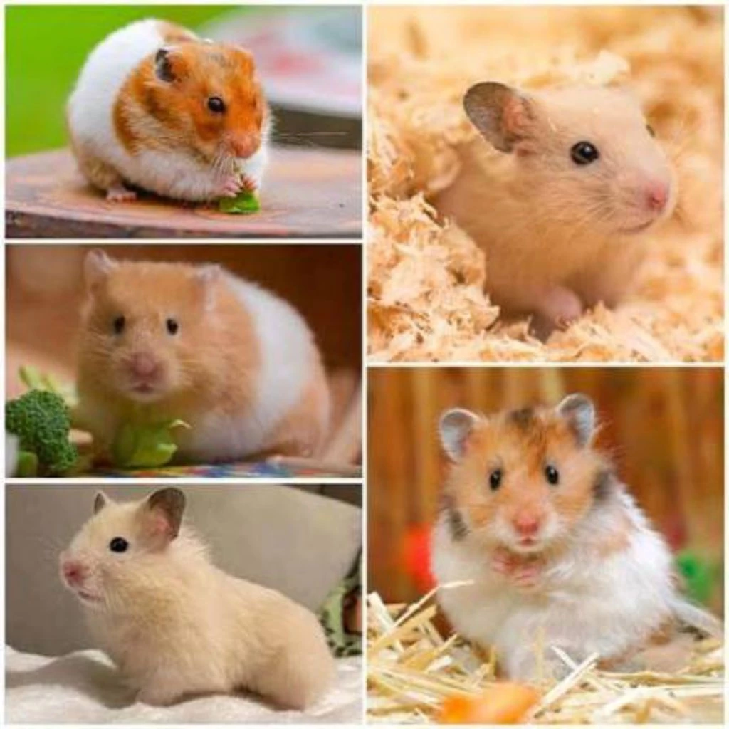Jual Hamster Surabaya