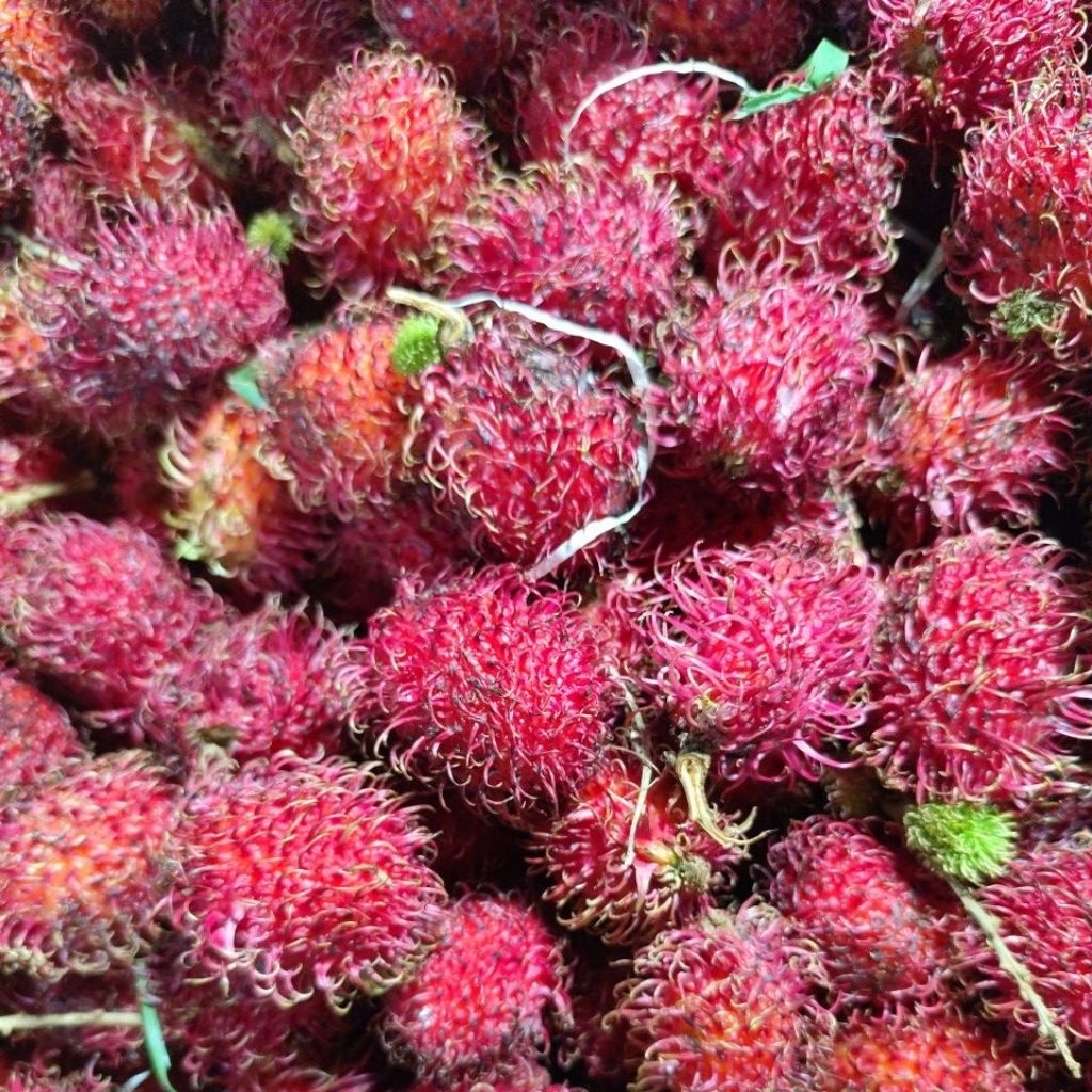Jual Rambutan Binjai | Shopee Indonesia