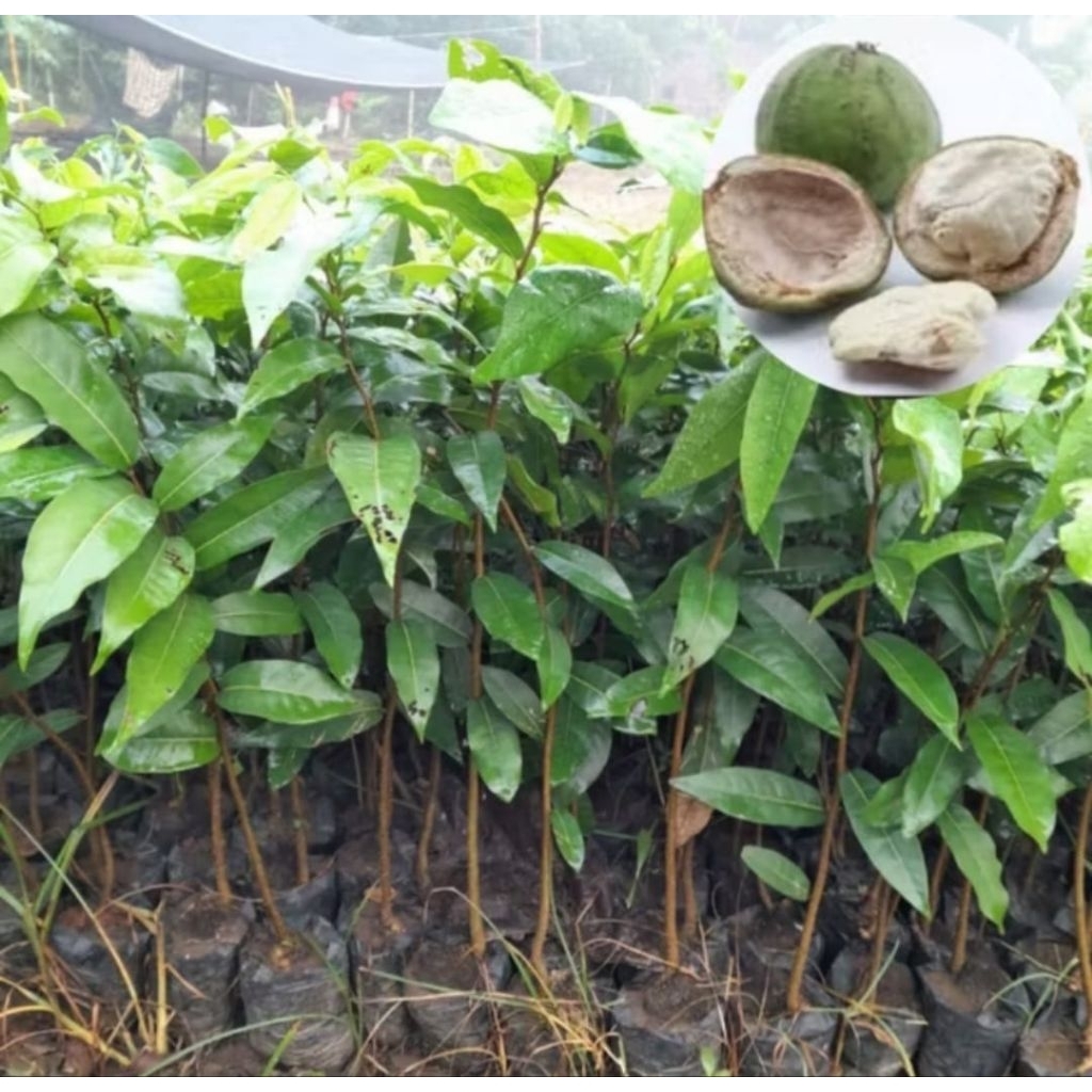 Jual Bibit Pohon gayam (Inocarpus fagiferus) tanaman peneduh, akar kuat ...