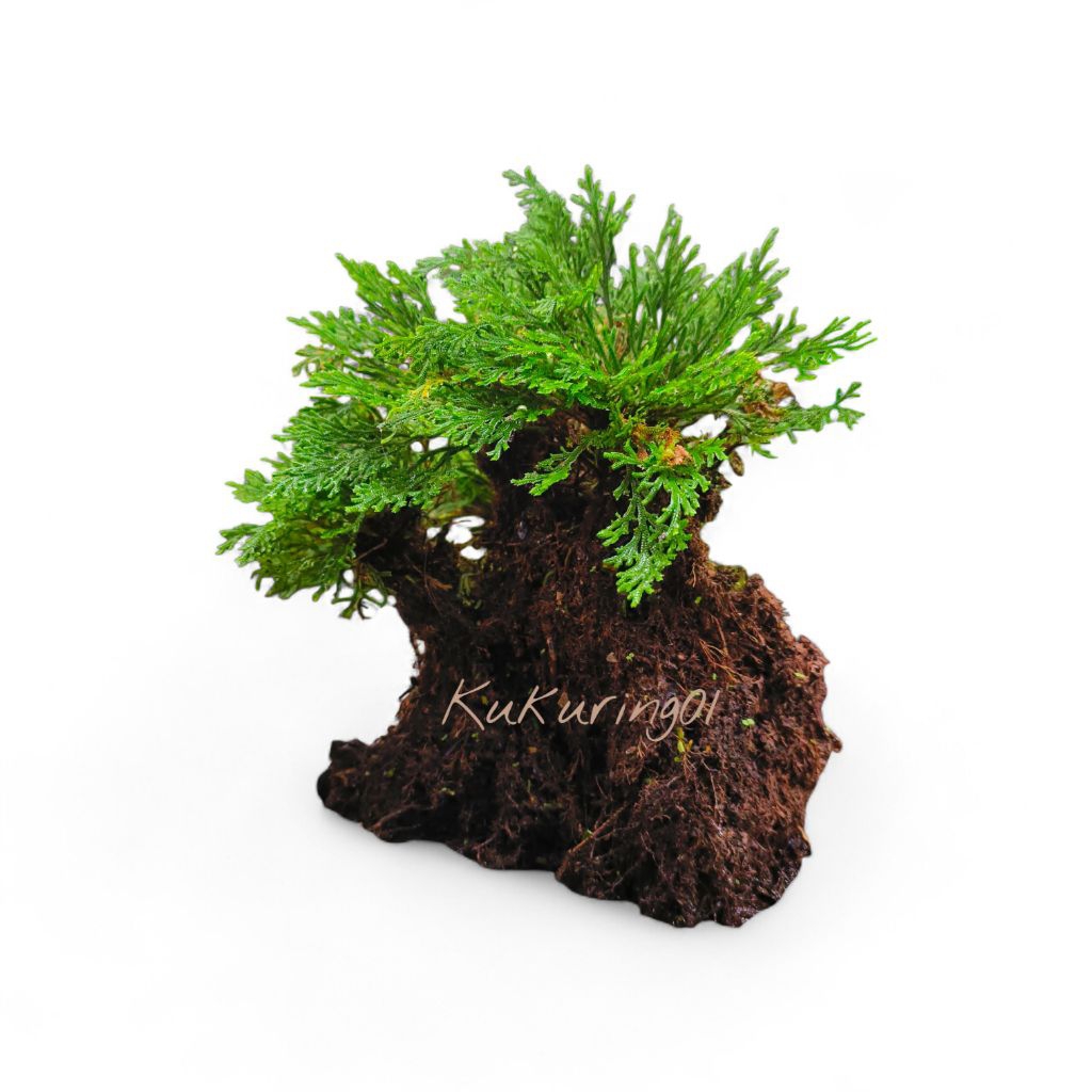 Jual Selaginella Tamariscina Eksotis - Tanaman Paku Rane Pohon Purba ...