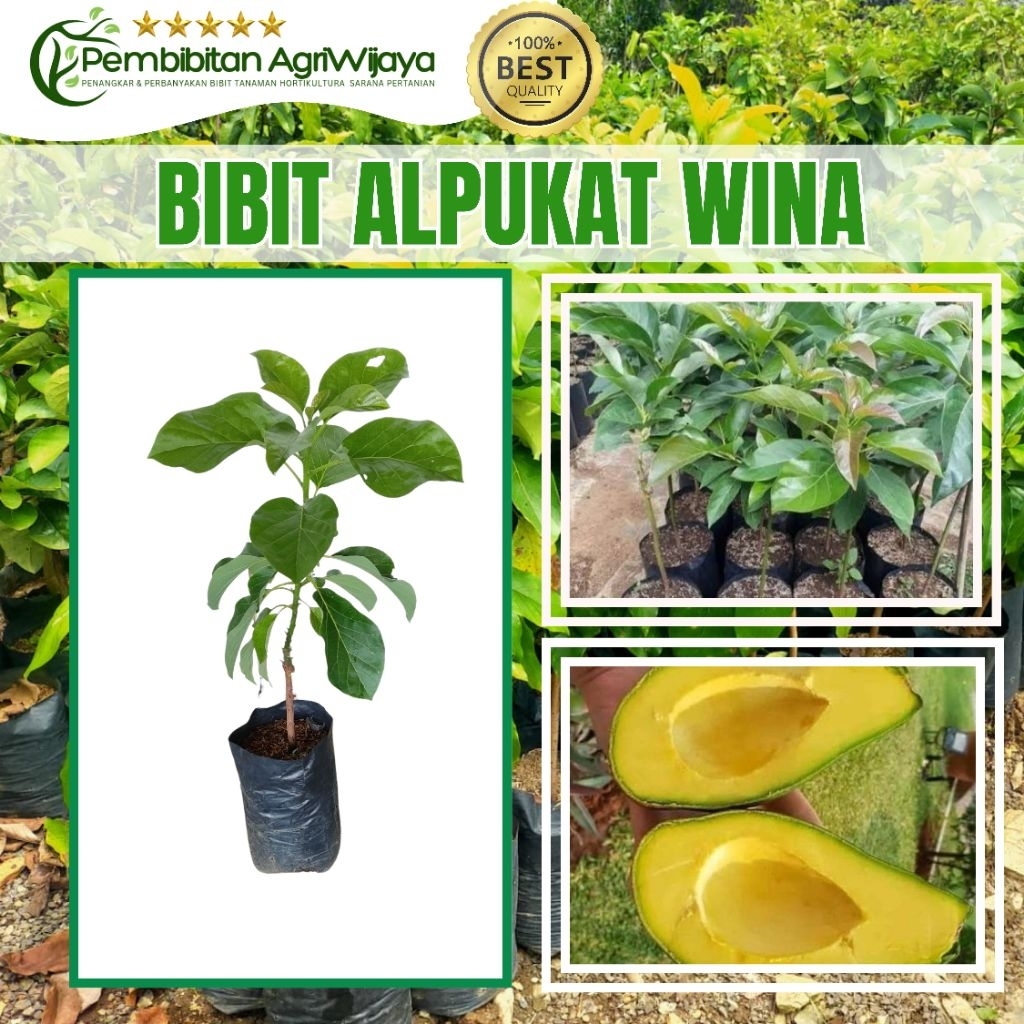 Jual Bibit Alpukat Varietas Wina Original Sambung Pucuk Unggul ...