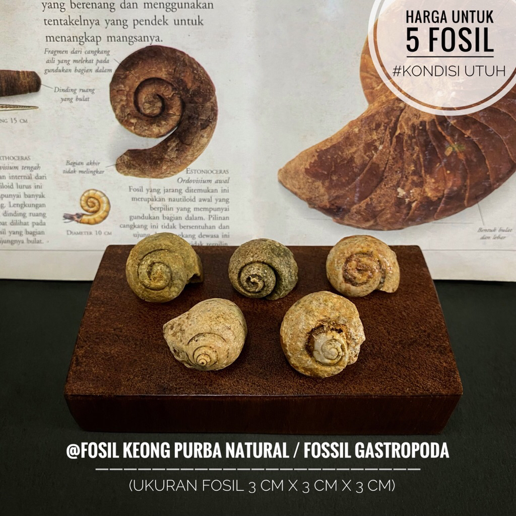 Jual Fosil Keong Purba Natural A30 atau Fosil Gastropoda atau Fosil ...