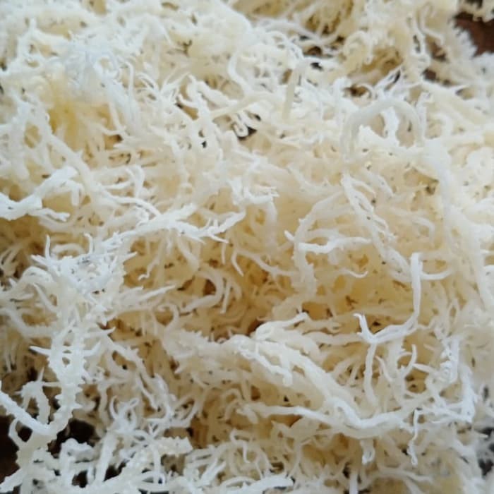 Jual Rumput Laut 1kg Kering Spinosum Asli Putih | Shopee Indonesia