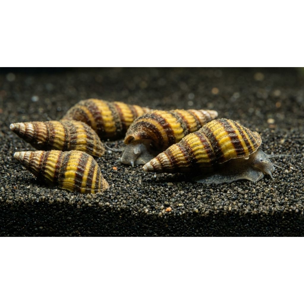 Jual Paket 5 Ekor Keong Assassin (Helena Snail) - Predator Alami Hama ...