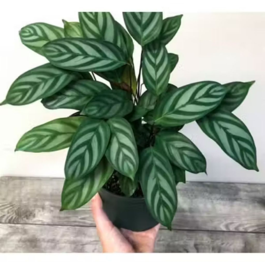 Jual Tanaman Hias Calathea Ctenanthe Setosa Bunga Kalatea Hidup ...