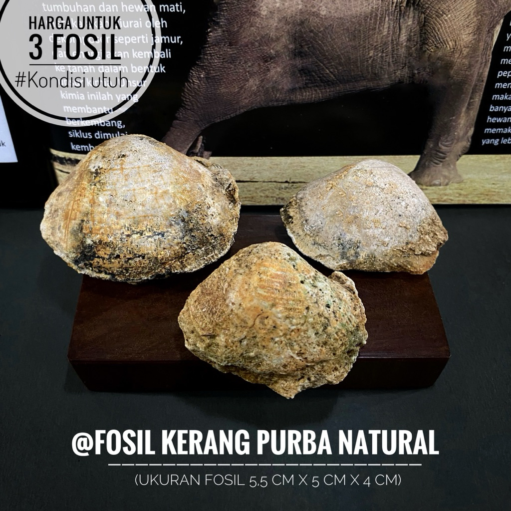 Jual Fosil Kerang Purba Natural B1 atau Fosil Bivalvia atau Fosil ...