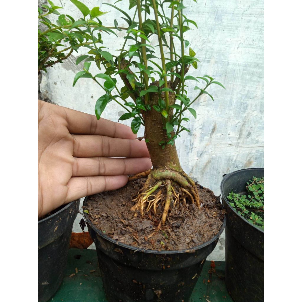 Jual Bonggol anting putri karakter unik bahan bonsai | Shopee Indonesia
