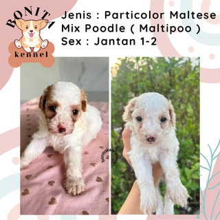 Jual maltese shih tzu Harga Terbaik Termurah Oktober 2025