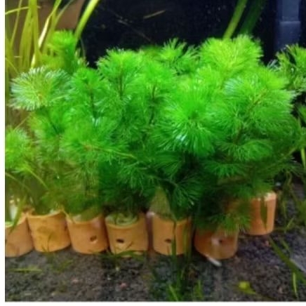 paket 5 pot cabomba hijau tanaman aquascape
