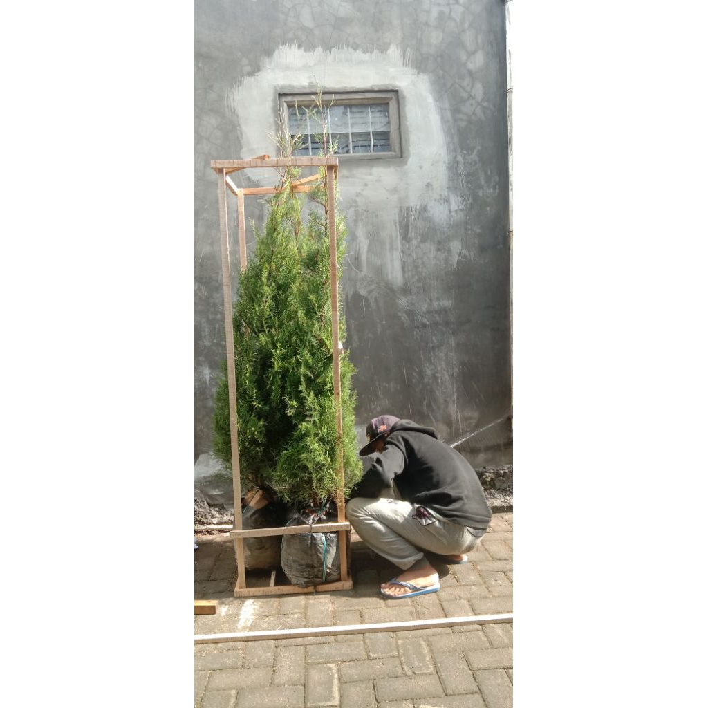 Jual Tanaman Cemara Wangi Rentes Rimbun, Tinggi 2 Meter | Shopee Indonesia