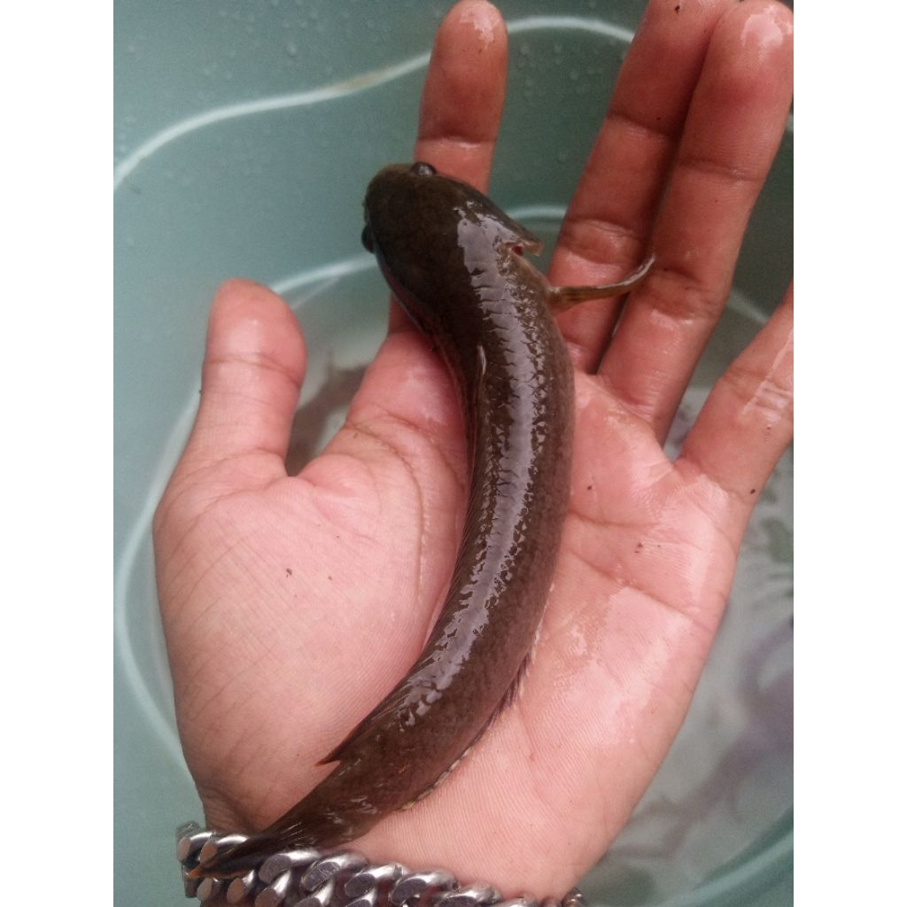 Jual Ikan Bogo Terlengkap & Harga Terbaru April 2026 | Shopee Indonesia