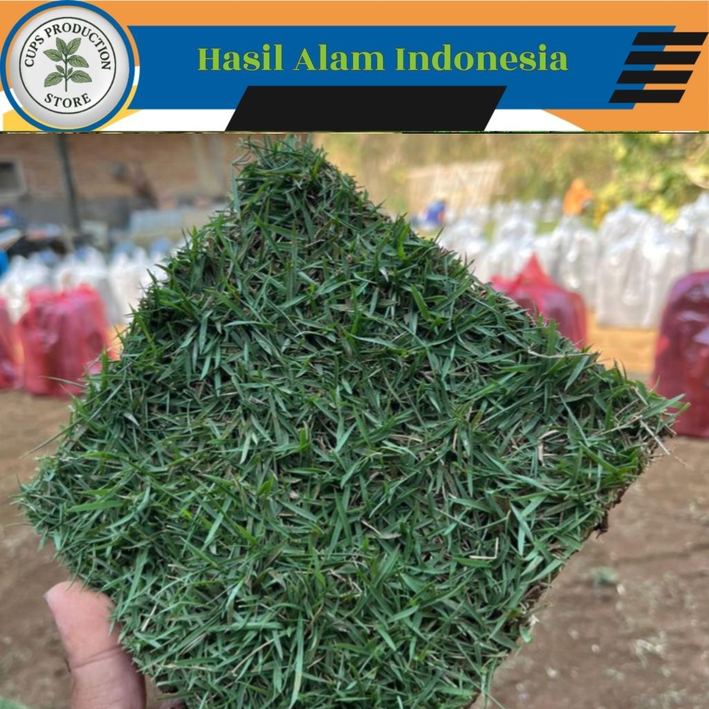 Jual RUMPUT JEPANG HIDUP 1,5 X 1,5 Meter (Paket Besar) | Shopee Indonesia