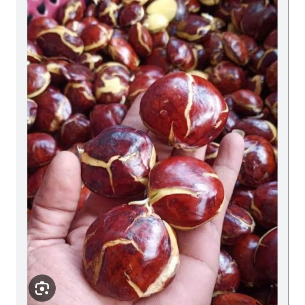 Jual new produk,jual jengkol tua dan puleun super murah | Shopee Indonesia