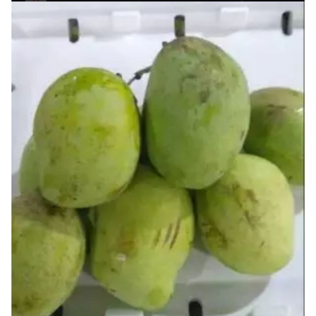 Jual buah mangga cengkir 1 kg | Shopee Indonesia