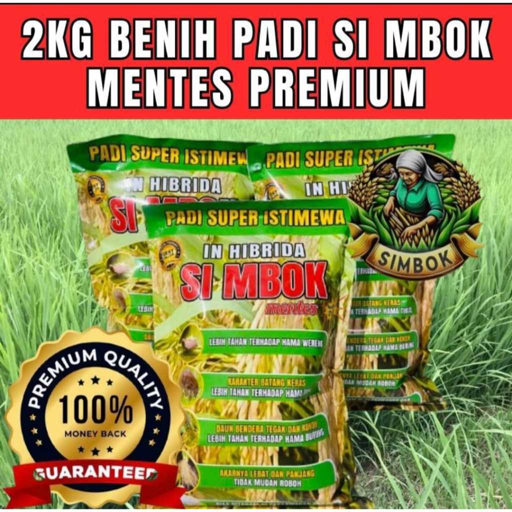 Jual BENIH PADI SIMBOK MENTES PREMIUM 100% | Shopee Indonesia