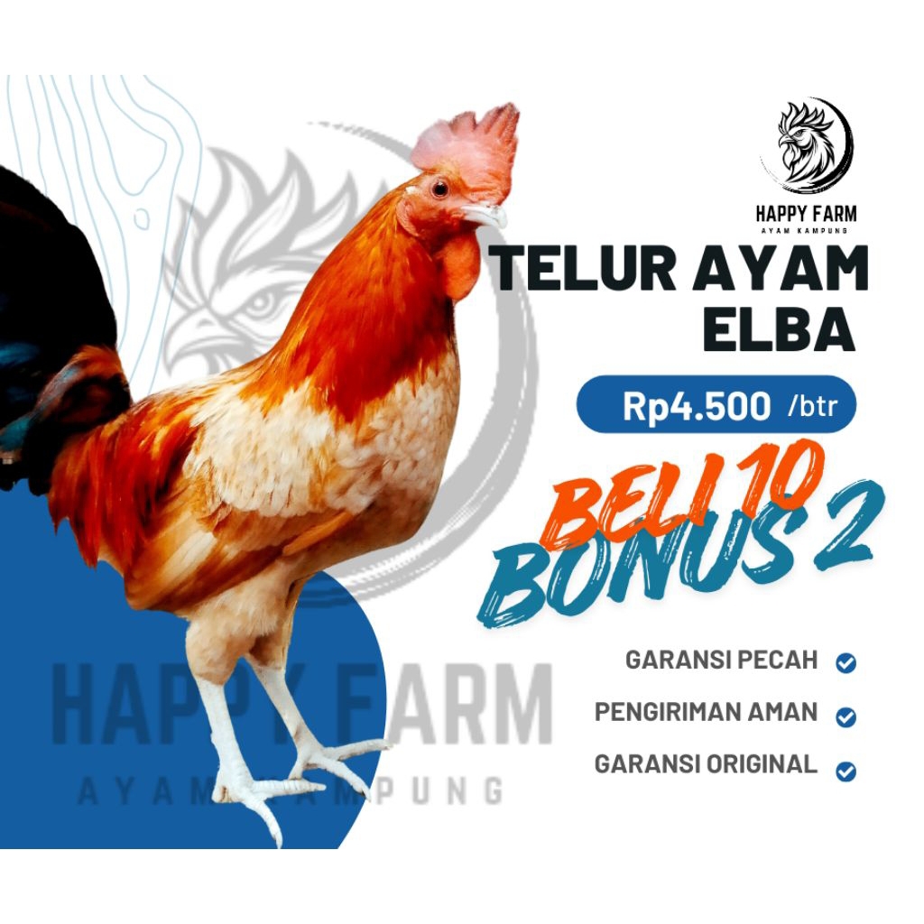 Jual Telur fertile ayam elba petelur kampung | Shopee Indonesia
