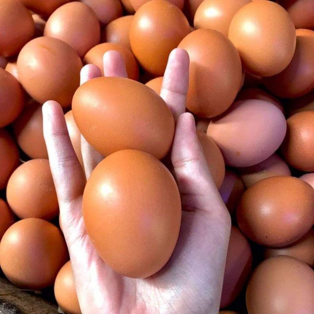 Jual Telur Ayam Ras Negeri 500 gram | Shopee Indonesia