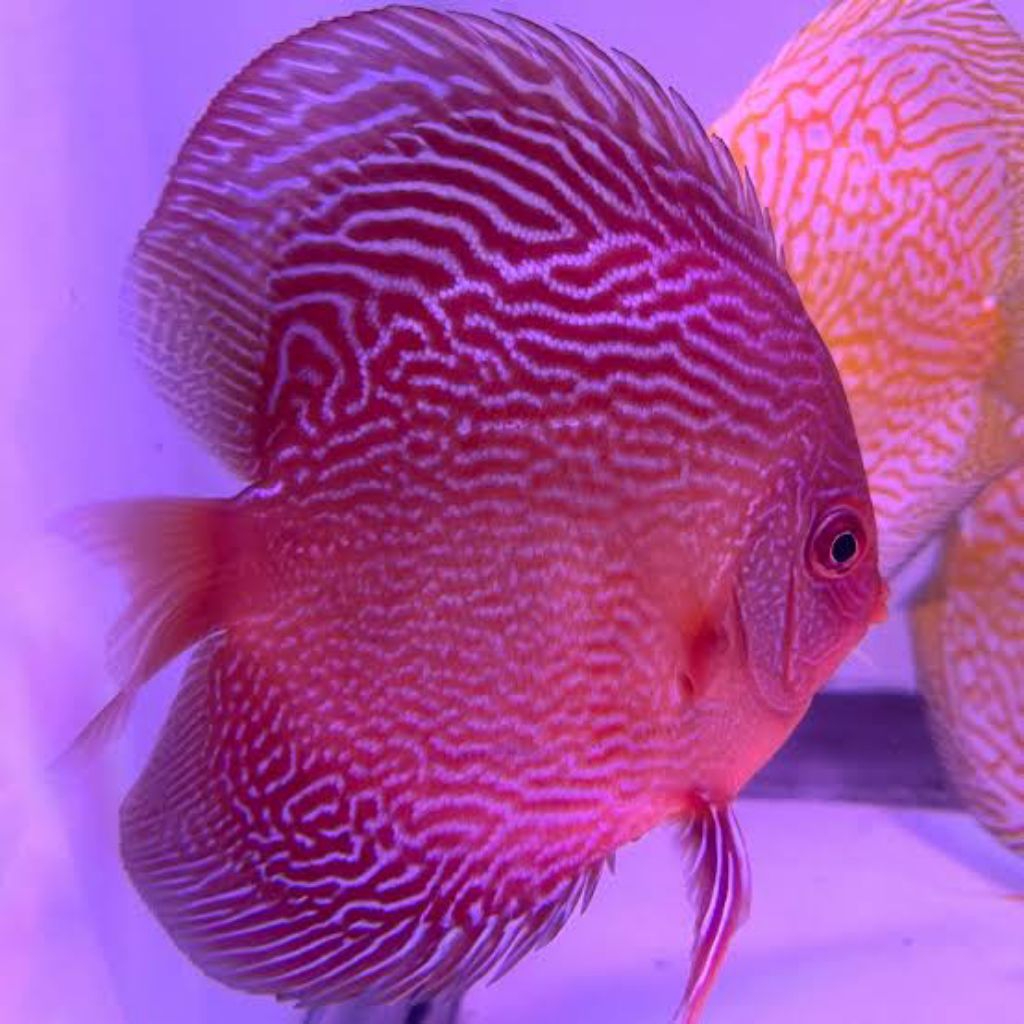Jual discus super ( erouptions) | Shopee Indonesia