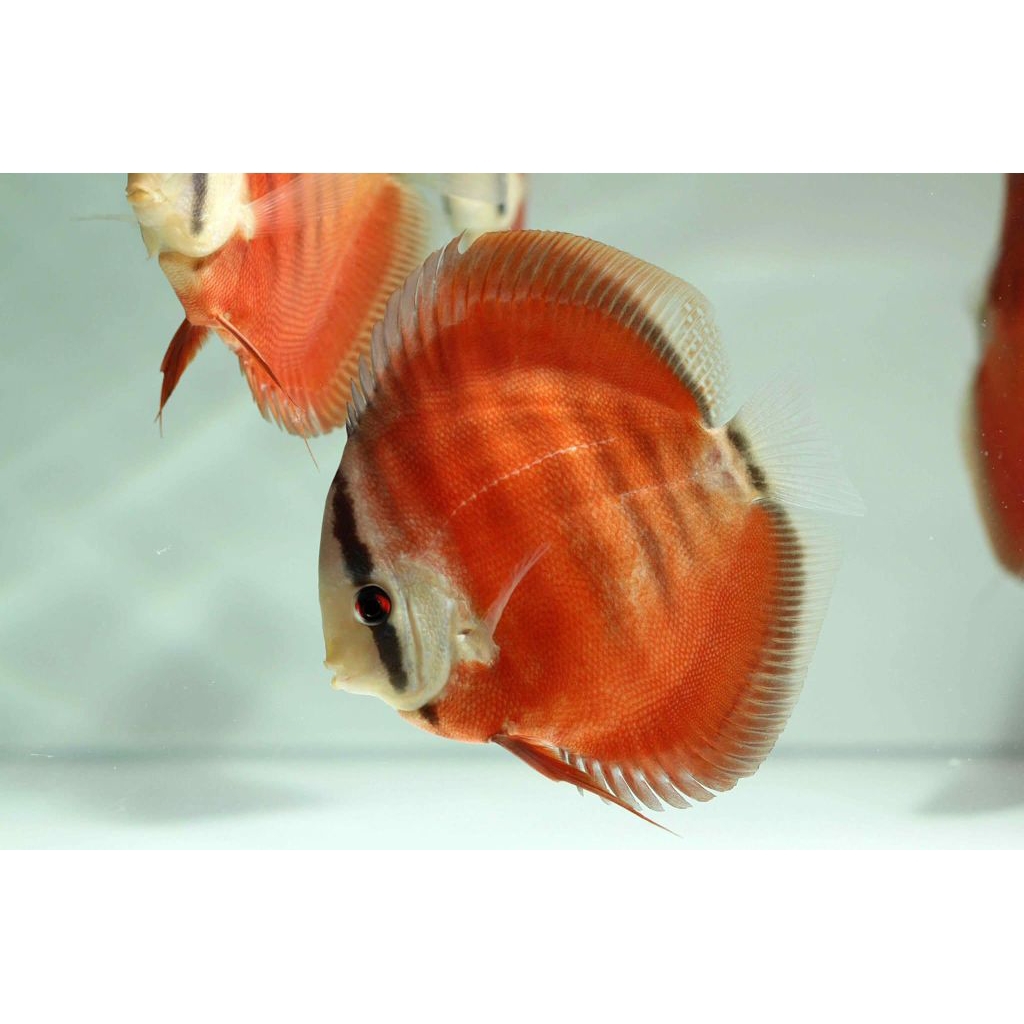 Jual Discus sun merah Hiasan aquarium air tawar | Shopee Indonesia