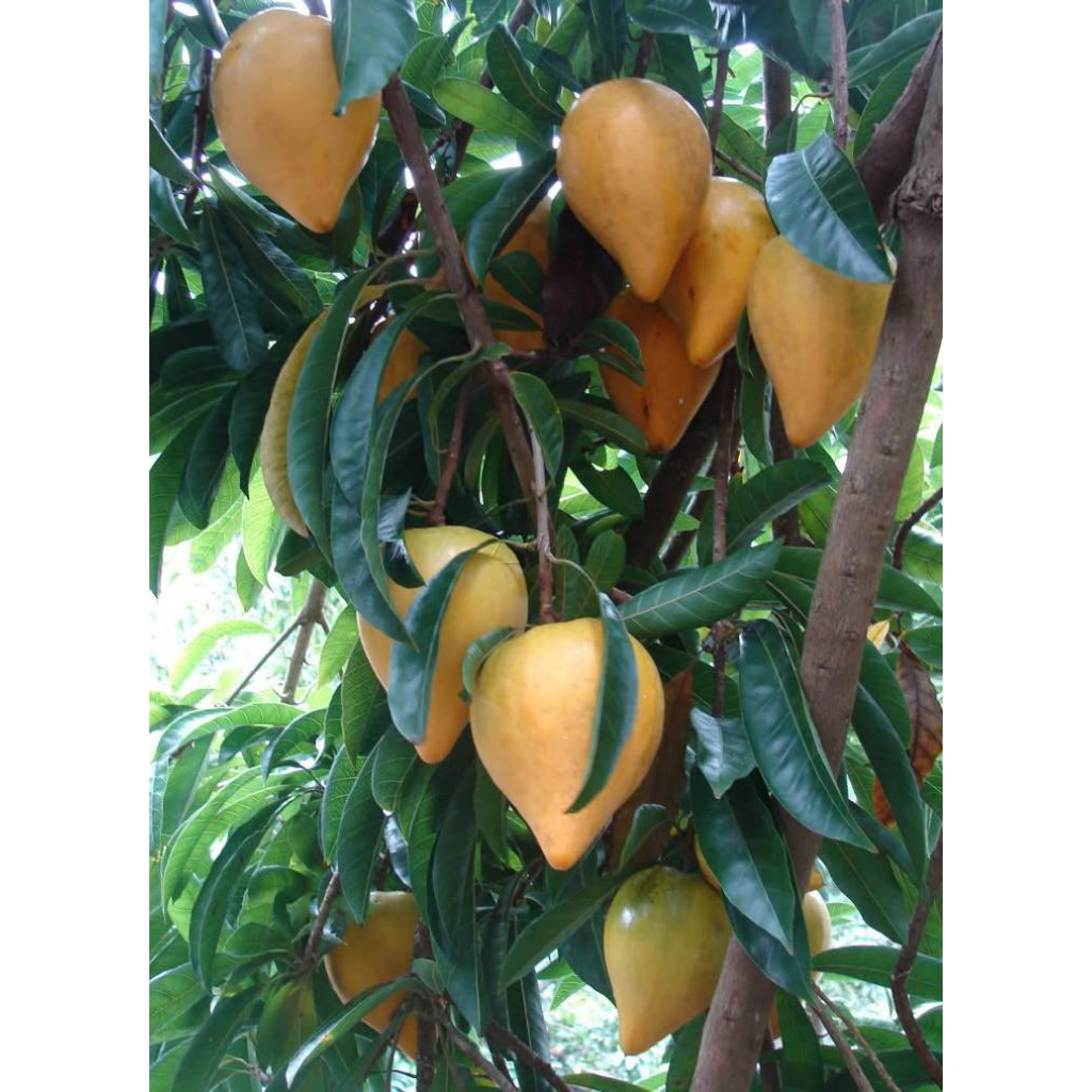 Jual Tanaman buah sawo mentega atau alkesa, canistel, atau campolay ...