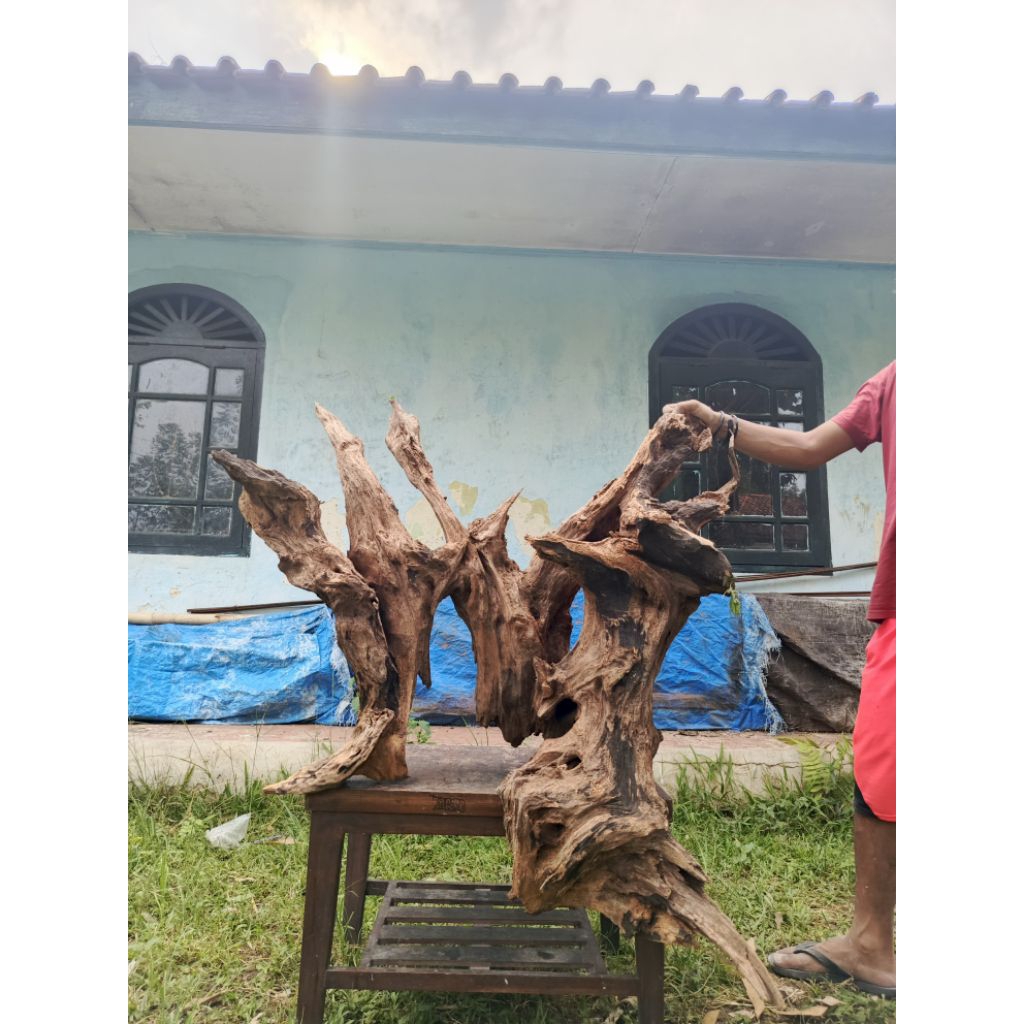 Jual Kayu Rentek Jumbo Driftwood Untuk Kolam Taman Aquarium Aquascape ...