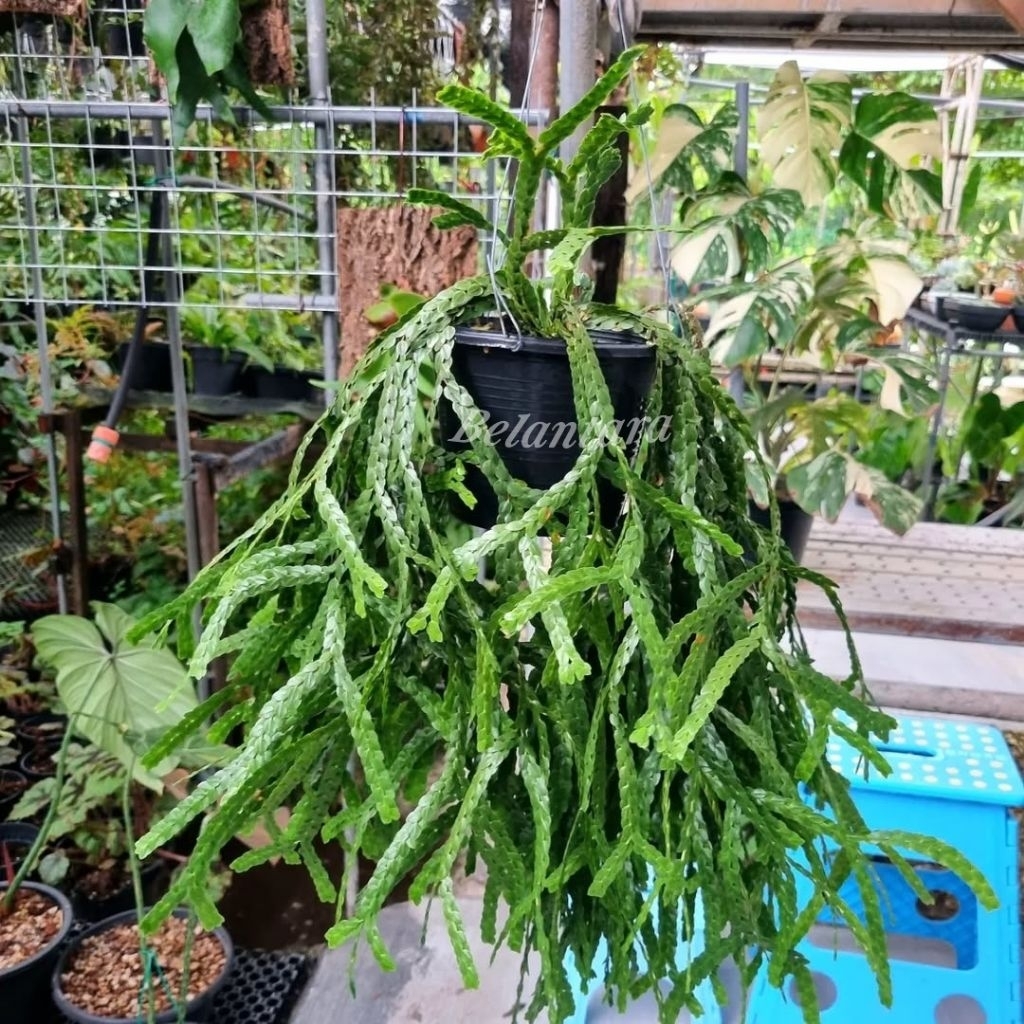 Jual Tanaman Hias Rumpay gantung/Kumpai sisit-Huperzia | Shopee Indonesia