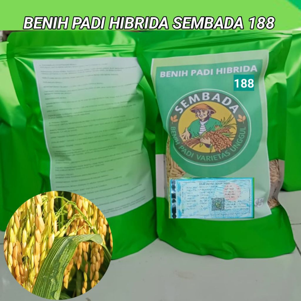 Jual BENIH PADI UNGGUL HIBRIDA SEMBADA SUPER KEMASAN 5KG KUALITAS SUPER ...