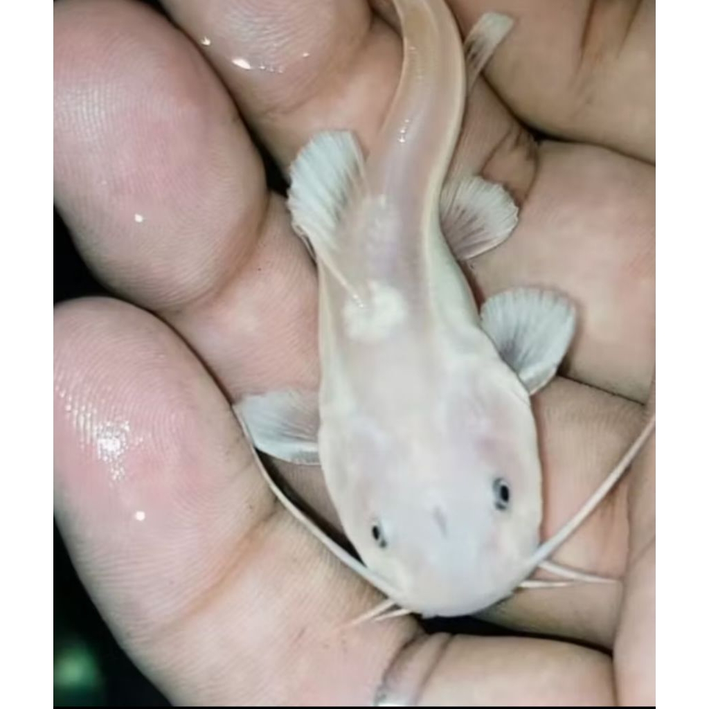 Jual ikan RTC albino redtailcatfish 10 cm Rtc phantom Rtc panda ikan ...