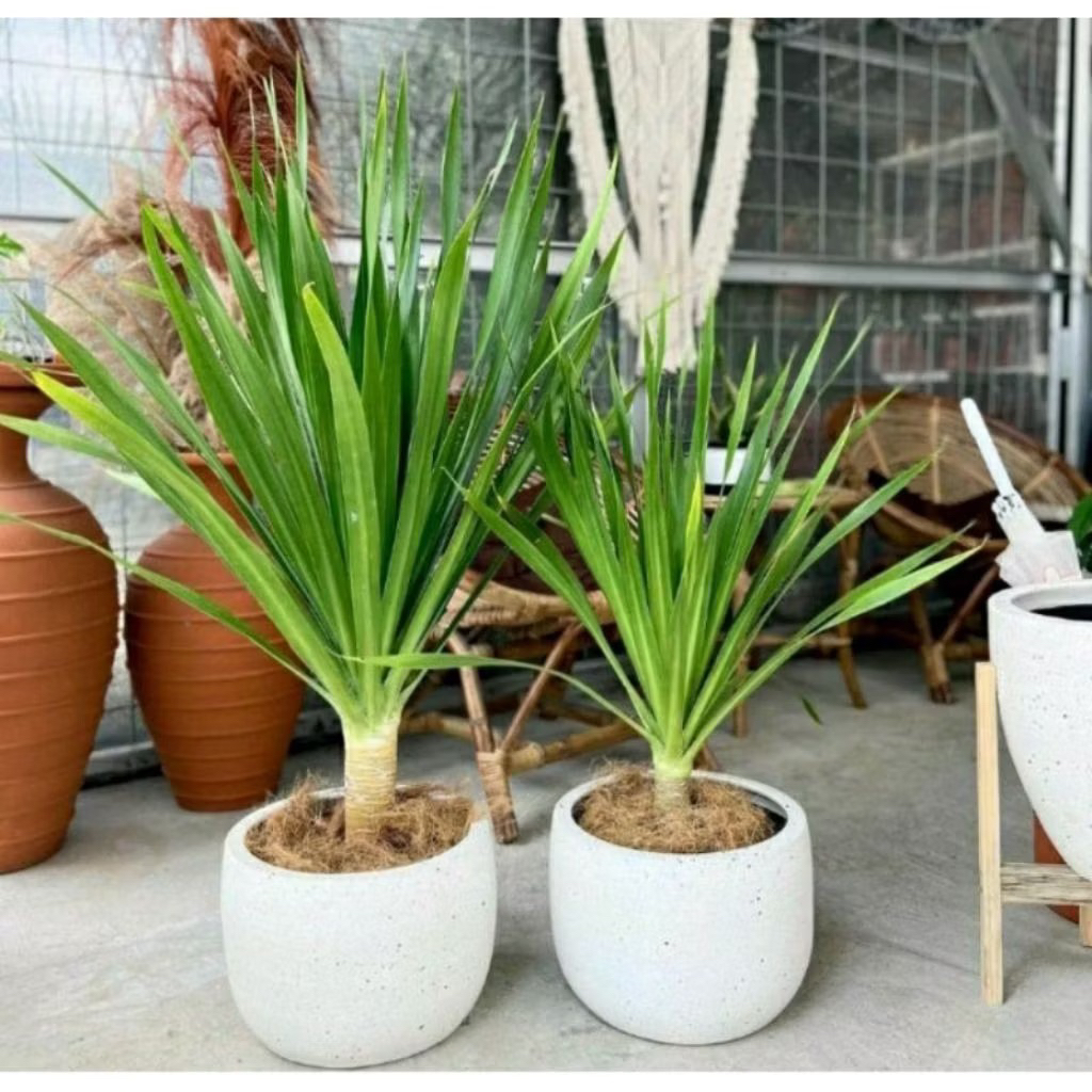 Tanaman hias indor pandan bali Tanaman Hias Pandan Bali Pohon Pandan Bali Bercabang Pandan Bali Artificial Pandan Bali Pandan Bali Cordyline Australis