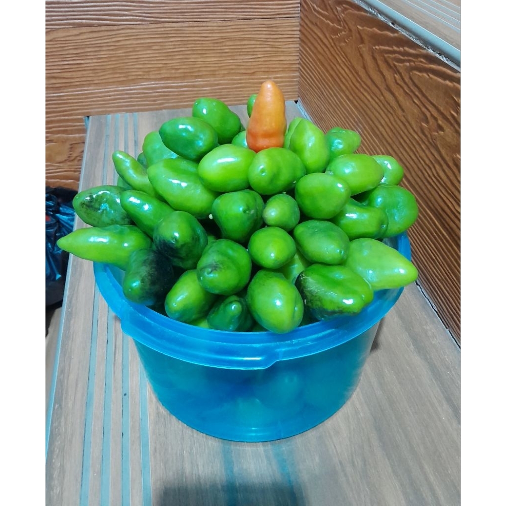 Jual cabe gendot pfresh pedas ukuran kecil ,1kg | Shopee Indonesia