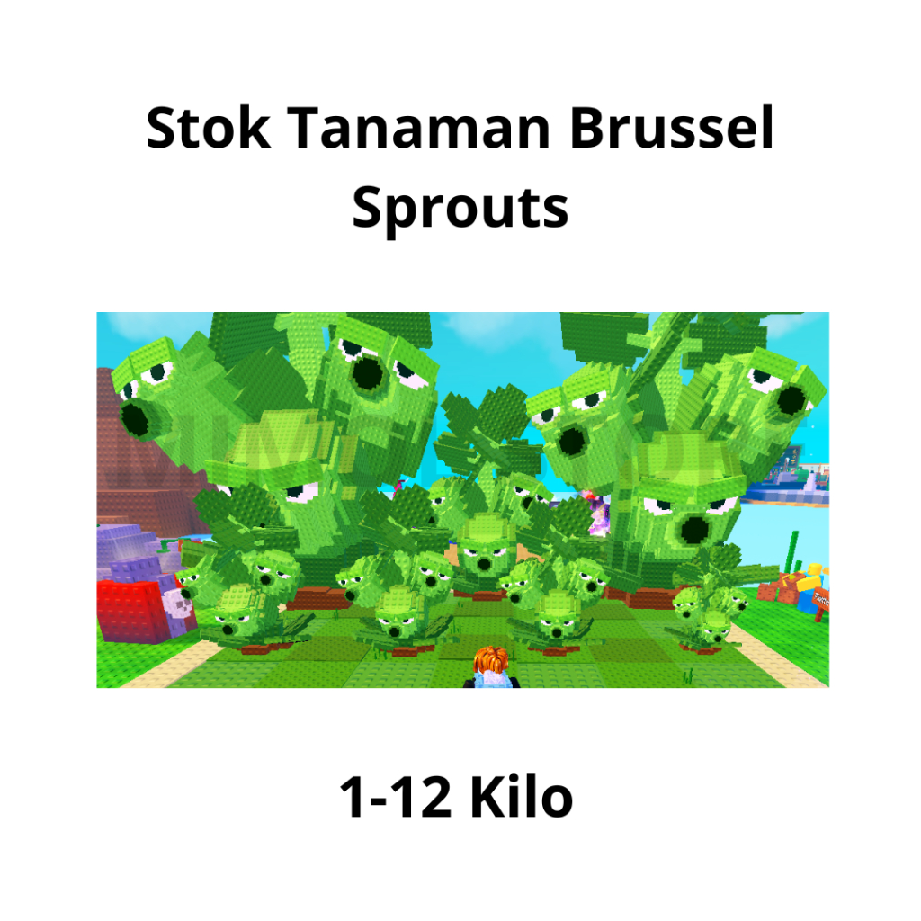 Jual PLANT VS BRAINROOT STOK TANAMAN BRUSSEL SPROUTS PVB PLAN | Shopee ...