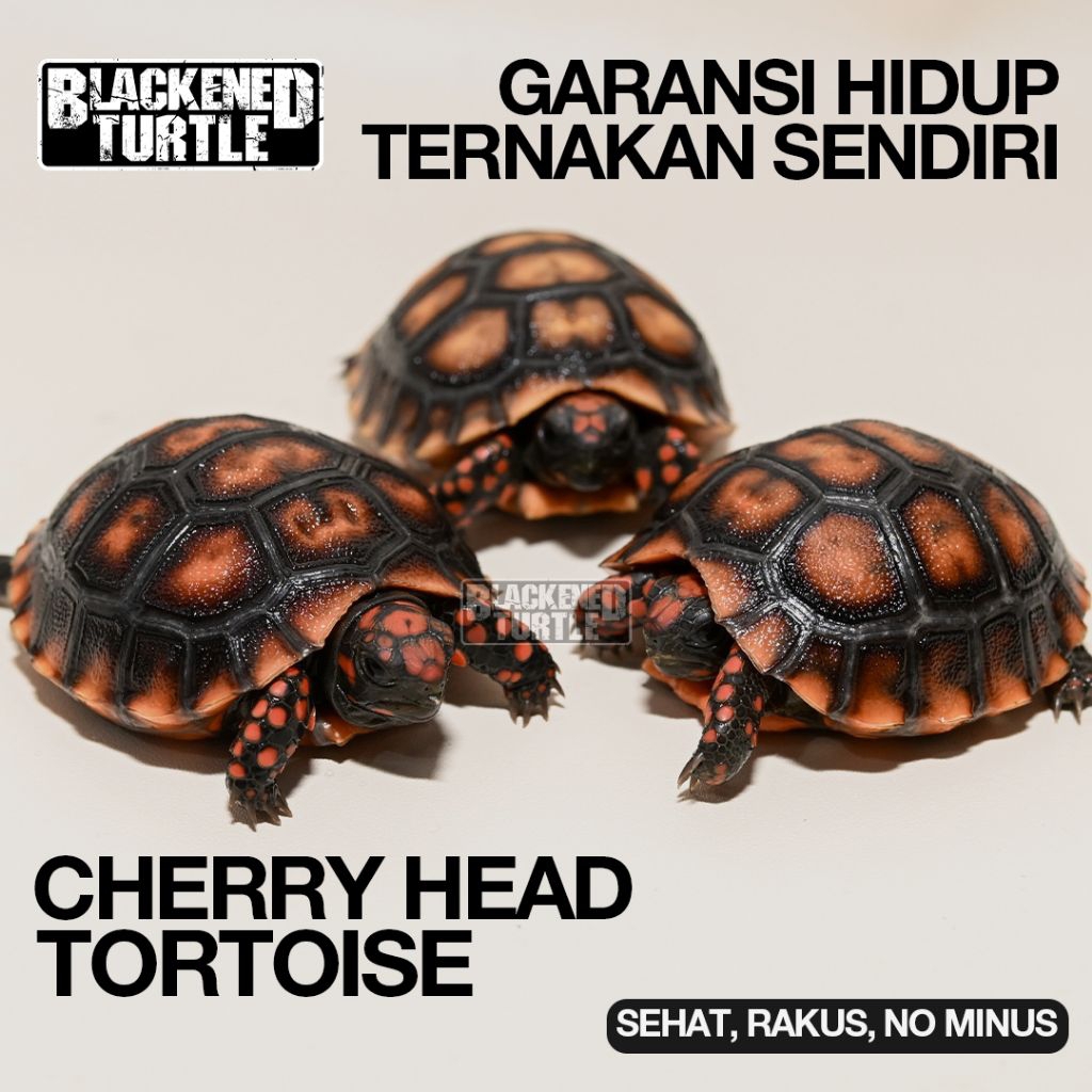 Jual PELET CHERRY HEAD PURE SEHAT GARANSI CHERRYHEAD CH | Shopee Indonesia