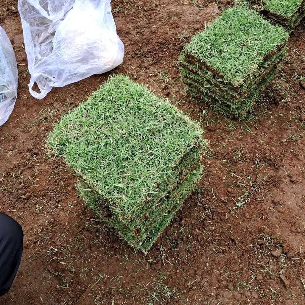 Jual Paket 10 Lembar Rumput Jepang Hidup Fresh Ukuran 15 x 15 cm Siap ...