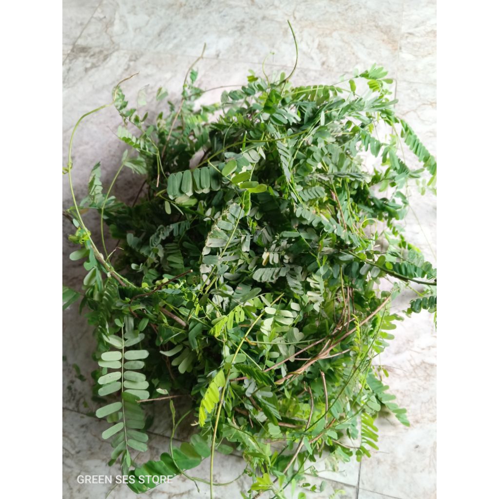 Jual Daun Saga Rambat Segar Herbal Banyak Manfaat 100gr | Shopee Indonesia