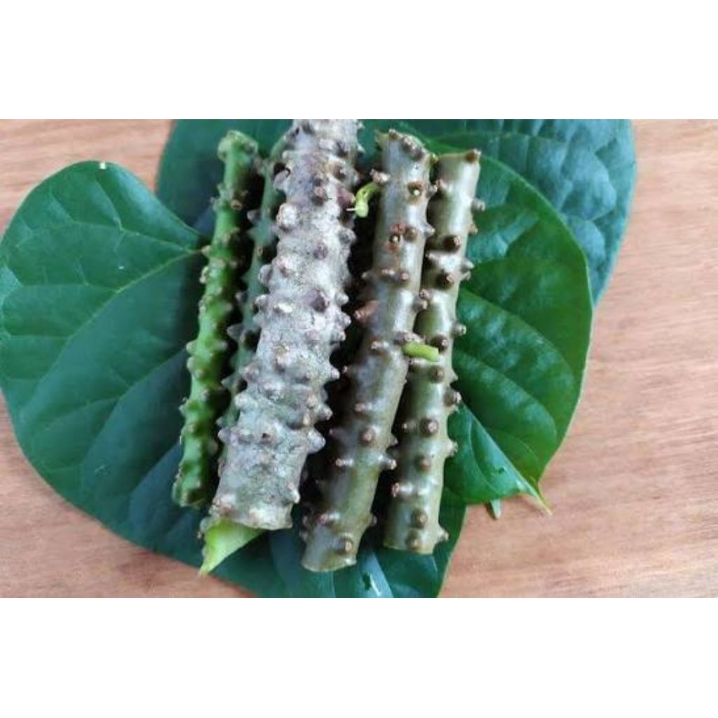 Jual batrawali segar Brotowali segar 50 gram Patrawali Segar ( Bisa ...