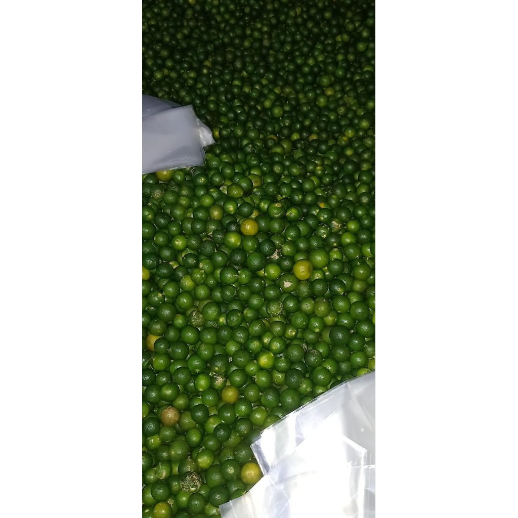 Jual JERUK KASTURI/ SONKIT/KUNCI/LEMON CUI 1KG UKURAN RANDOM | Shopee ...