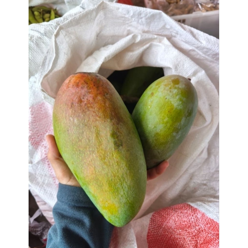 Jual Mangga Kiojay Terlengkap & Harga Terbaru Agustus 2026 | Shopee ...