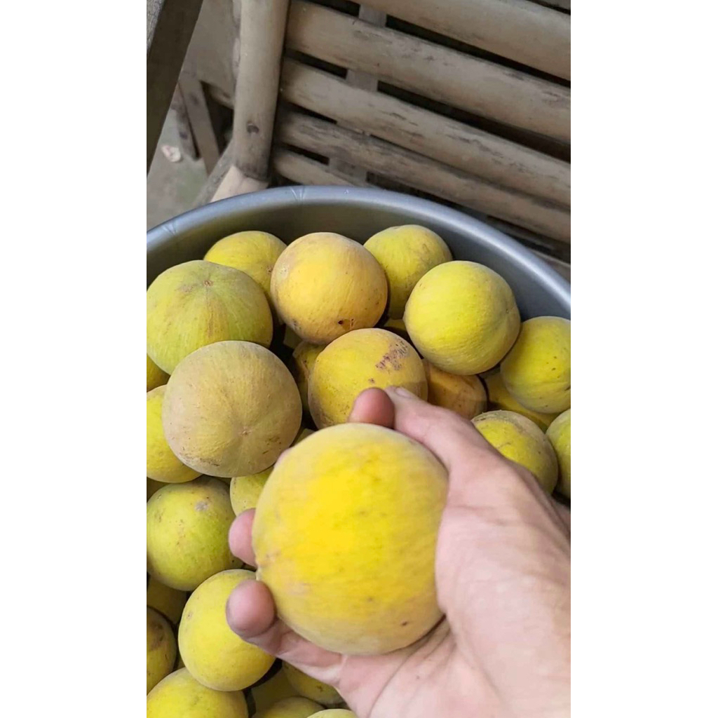 Jual kecapi daun lumut buah langka harga per kg | Shopee Indonesia