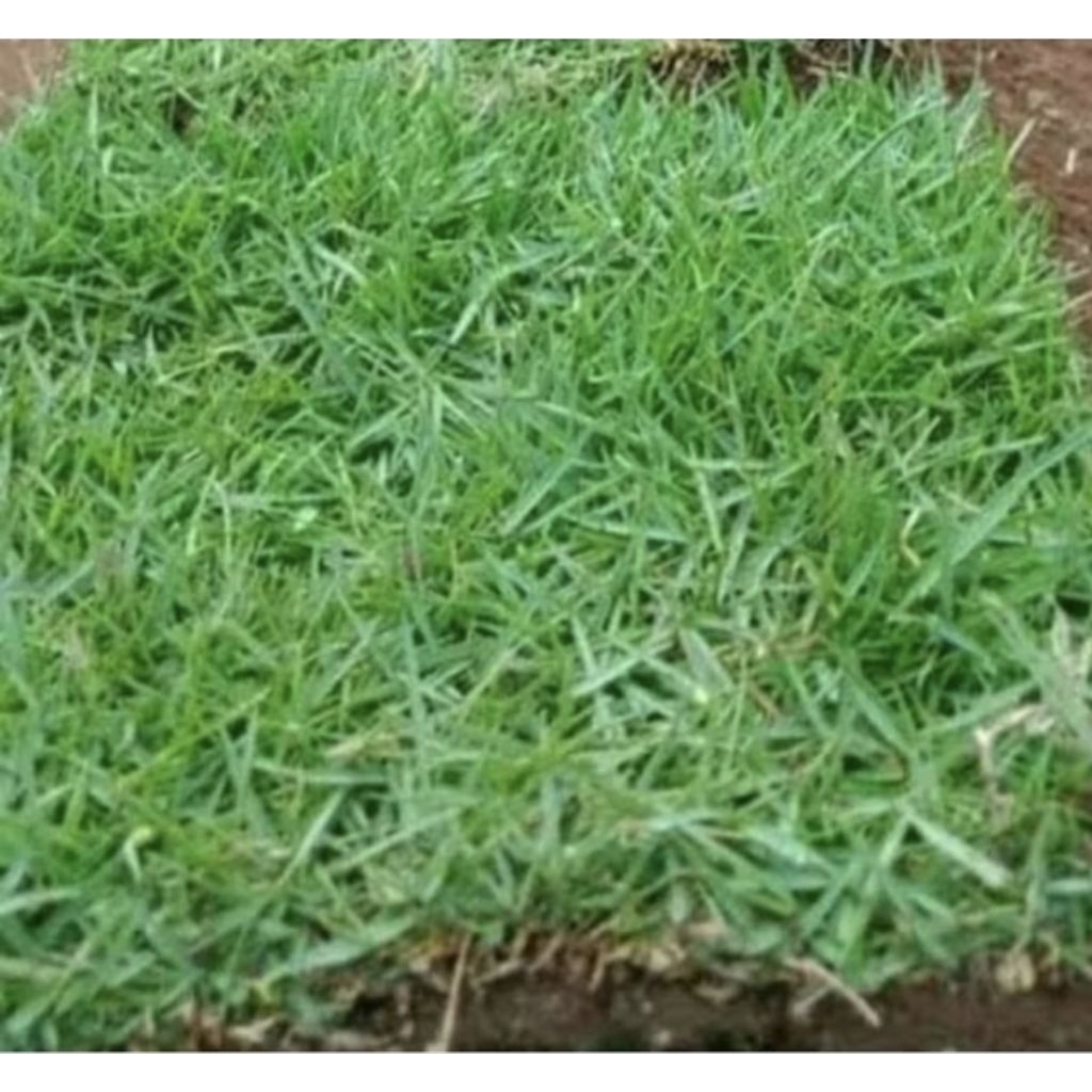 Jual Rumput Jepang Hidup 1 Lempeng Ukuran 10cm × 10cm - Rumput Peking ...