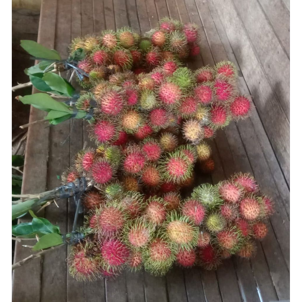 Jual RAMBUTAN BINJAI 1 KG FRESH PETIK DARI POHON | Shopee Indonesia