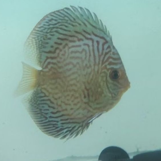Jual Discus Hb all varian 4 inch up | Shopee Indonesia