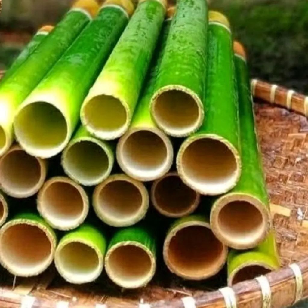 Jual ruas bambu lemang, ruas baambu muda geratis daun congkok | Shopee ...