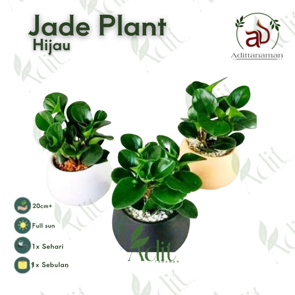 tanaman hias paperonia hijau jade - pohon paperonia hijau jade - paperonia hijau jade