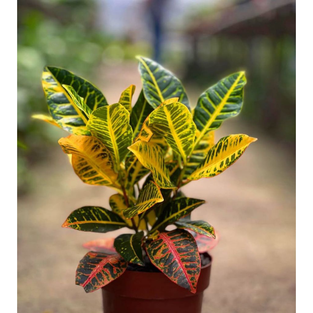 Jual Tanaman Hias Puring Macan - tanaman puring warna cantik | Shopee ...