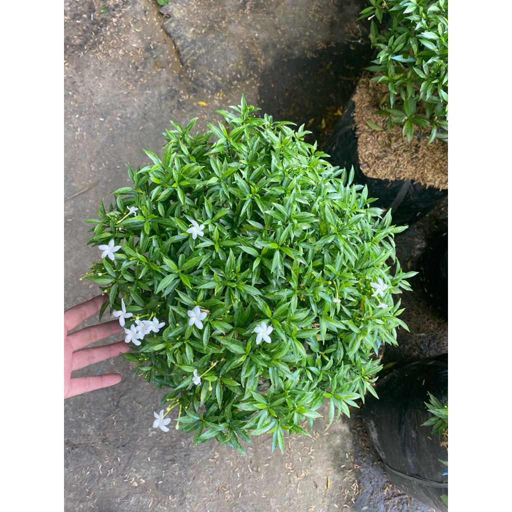 Jual Tanaman rombusa - tanaman rombusa tahan panas - tanaman hias ...