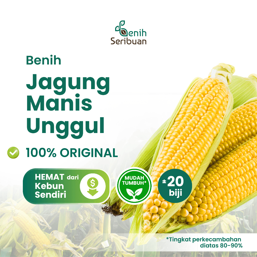 Benih Seribuan - 20 Benih Sayuran Jagung Manis Unggul