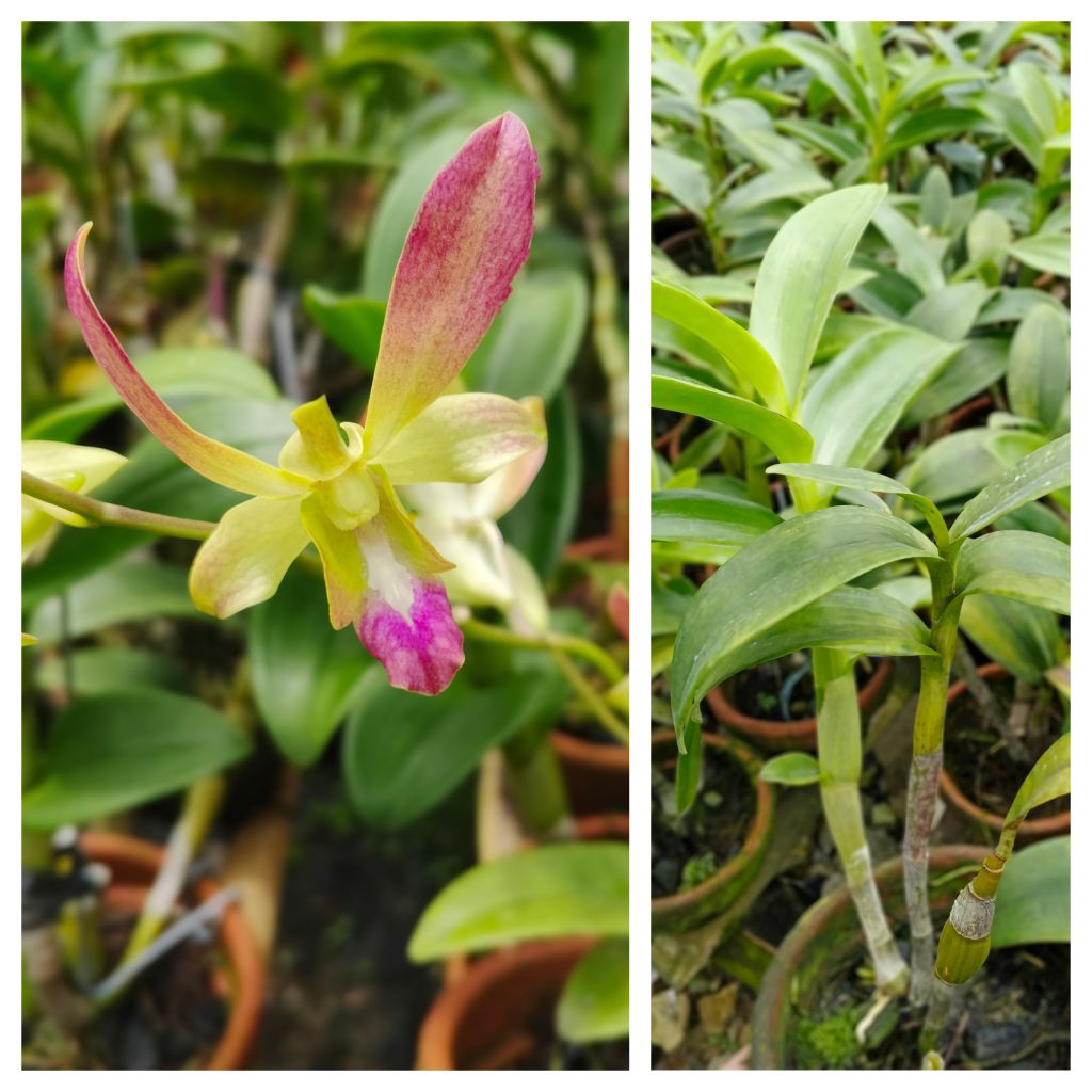 Jual Anggrek Dendrobium Caesar Java Candy Dewasa Siap Bunga [ Tanaman ...